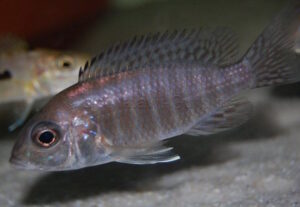 Aulonocara stuartgranti 'Mkondowe''Mkondowe' Weibchen Aulonocara stuartgranti 'Mkondowe'