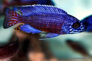 Aulonocara stuartgranti 'Ngara'
