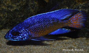 Aulonocara stuartgranti 'Ngara'