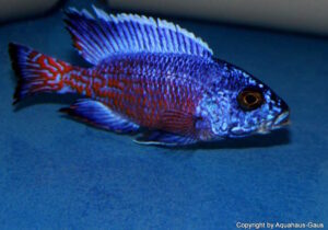 Aulonocara stuartgranti 'Ngara'