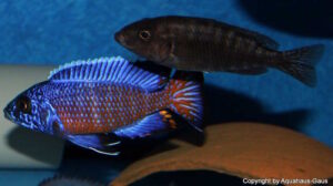 Aulonocara stuartgranti 'Ngara'