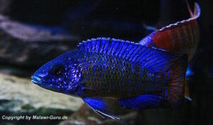 Aulonocara stuartgranti 'Ngara'