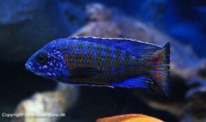 Aulonocara stuartgranti 'Ngara'