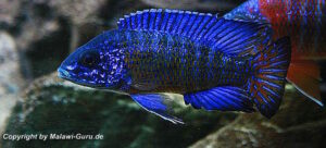 Aulonocara stuartgranti 'Ngara'