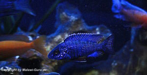 Aulonocara stuartgranti 'Ngara'