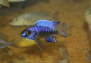 Aulonocara stuartgranti 'Nkhata Bay'