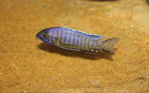 Aulonocara stuartgranti 'Nkhata Bay'