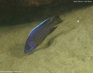 Aulonocara stuartgranti 'Nkhata Bay'