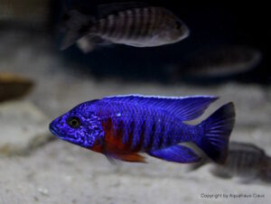 Aulonocara stuartgranti 'Nkhungu Reef'