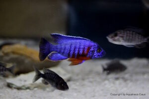 Aulonocara stuartgranti 'Nkhungu Reef'