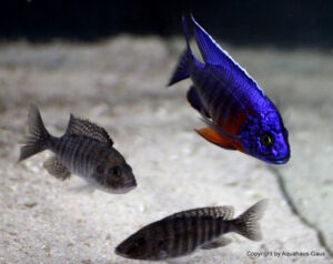 Aulonocara stuartgranti 'Nkhungu Reef'