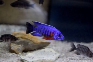 Aulonocara stuartgranti 'Nkhungu Reef'