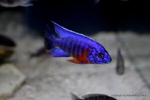 Aulonocara stuartgranti 'Nkhungu Reef'