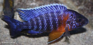 Aulonocara stuartgranti 'Nkhungu Reef'