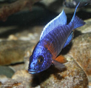 Aulonocara stuartgranti 'Nkhungu Reef'