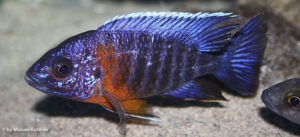 Aulonocara stuartgranti 'Nkhungu Reef'
