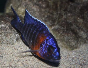 Aulonocara stuartgranti 'Nkhungu Reef'