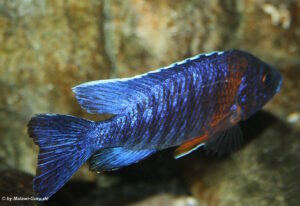Aulonocara stuartgranti 'Nkhungu Reef'