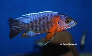 Aulonocara stuartgranti 'Nkhungu Reef'