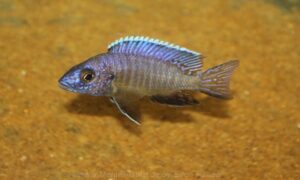 Aulonocara stuartgranti 'Sanga'