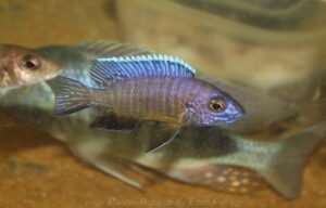 Aulonocara stuartgranti 'Sanga'