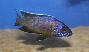 Aulonocara stuartgranti 'Sanga'