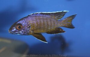 Aulonocara stuartgranti 'Sanga'