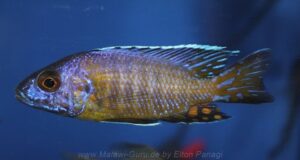 Aulonocara stuartgranti 'Sanga'