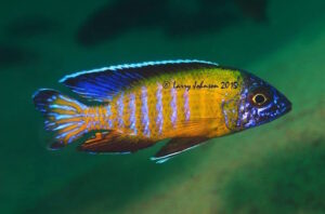 Aulonocara stuartgranti 'Tchinga Reef'