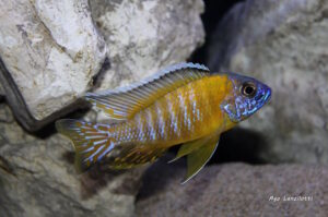 Aulonocara stuartgranti 'Tchinga Reef'