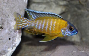 Aulonocara stuartgranti 'Tchinga Reef'