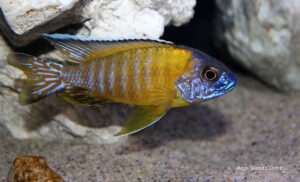 Aulonocara stuartgranti 'Tchinga Reef'