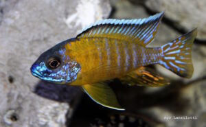 Aulonocara stuartgranti 'Tchinga Reef'
