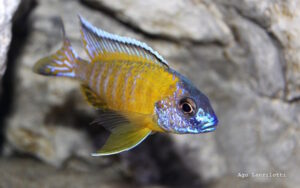 Aulonocara stuartgranti 'Tchinga Reef'