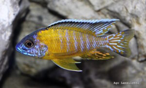 Aulonocara stuartgranti 'Tchinga Reef'