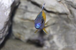 Aulonocara stuartgranti 'Tchinga Reef'