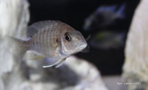 Aulonocara stuartgranti 'Tchinga Reef'