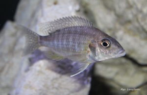 Aulonocara stuartgranti 'Tchinga Reef'