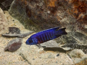 Aulonocara stuartgranti 'Thumbi West Island'