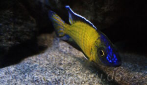 Aulonocara stuartgranti 'Usisya'