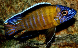 Aulonocara stuartgranti 'Usisya'