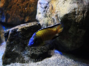 Aulonocara stuartgranti 'Usisya'