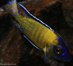 Aulonocara stuartgranti 'Usisya'