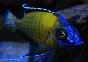 Aulonocara stuartgranti 'Usisya'