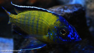Aulonocara stuartgranti 'Usisya'