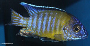 Aulonocara stuartgranti 'Usisya'
