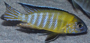 Aulonocara stuartgranti 'Usisya'