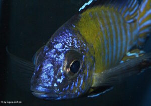 Aulonocara stuartgranti 'Usisya'