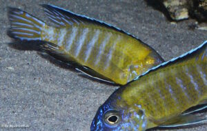 Aulonocara stuartgranti 'Usisya'