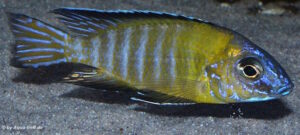 Aulonocara stuartgranti 'Usisya'